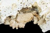 Fossil Crab (Potamon) Preserved in Travertine - Turkey #121391-4